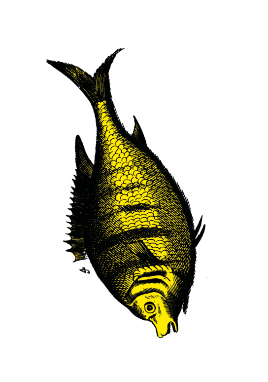 fischi13 fischi13